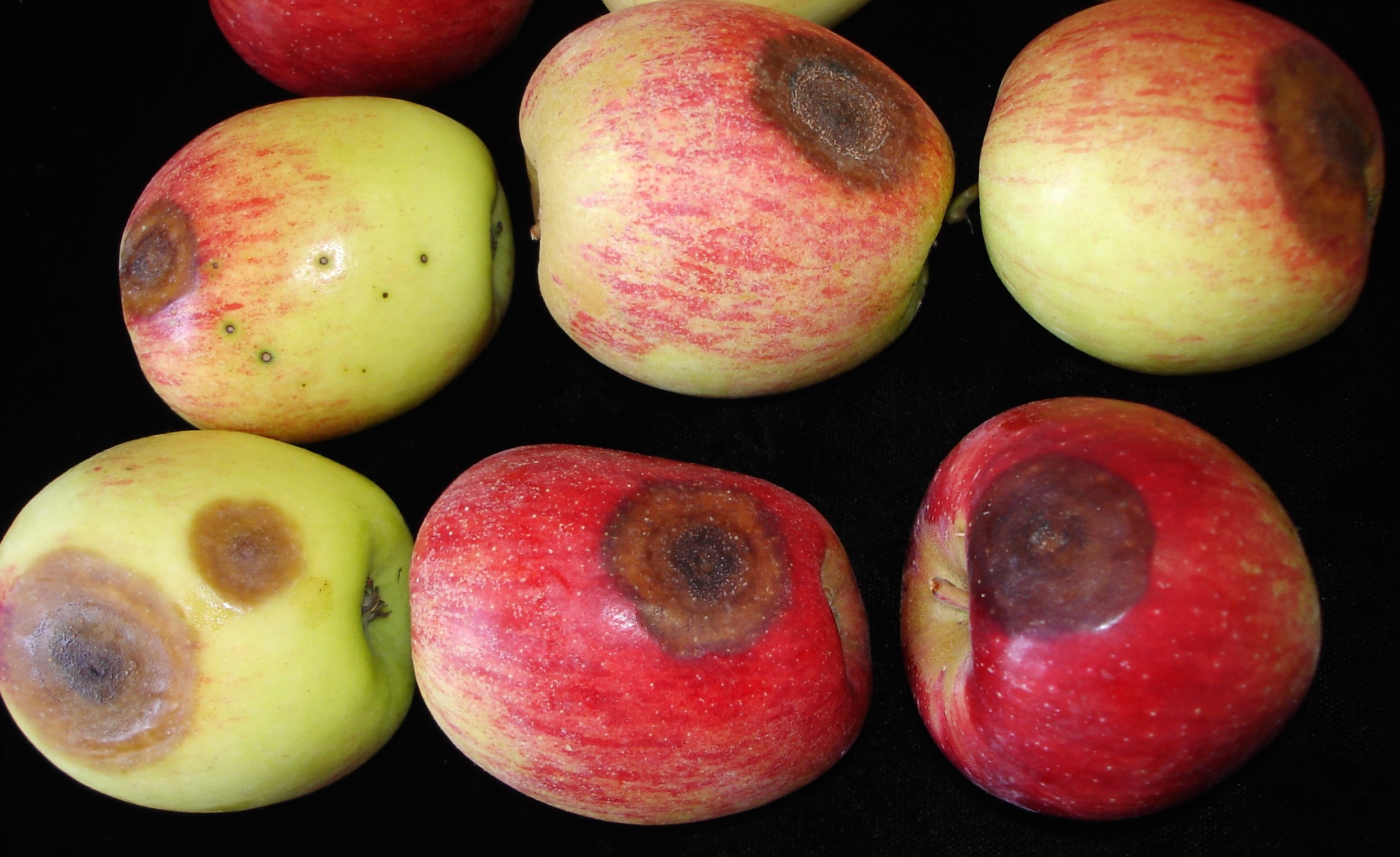 <p><b>Sintomas de podridão amarga em maçã.</b></p><p>Autor: Josiane T. Ferrari</p>